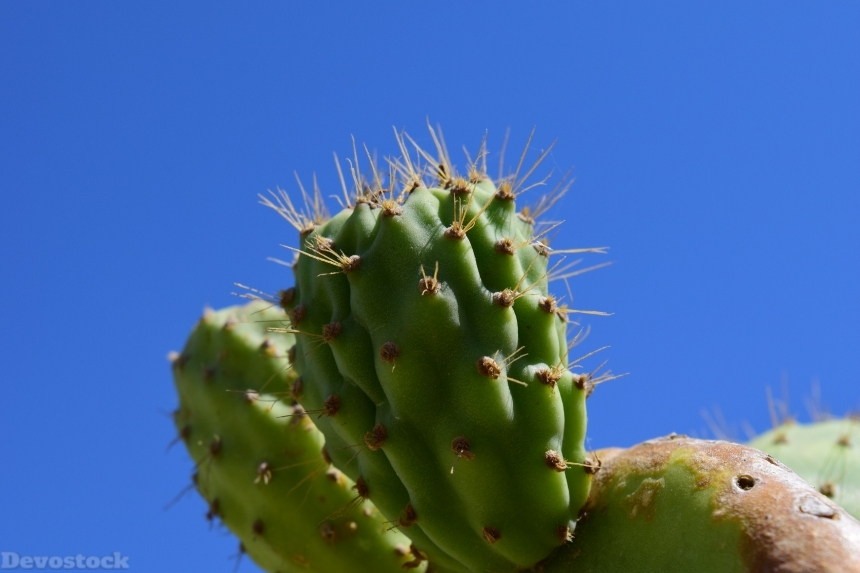 Devostock Cactus Prickly Pear 1604028
