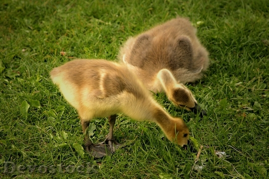 Devostock Canadian Geese Goslings Birds