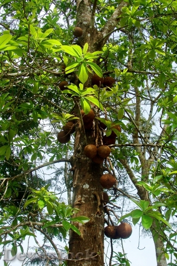 Devostock Canon Ball Tree Yellapur