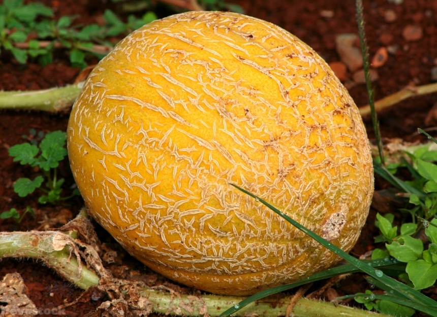 Devostock Cantaloupe Mushmelon Melon Fruit