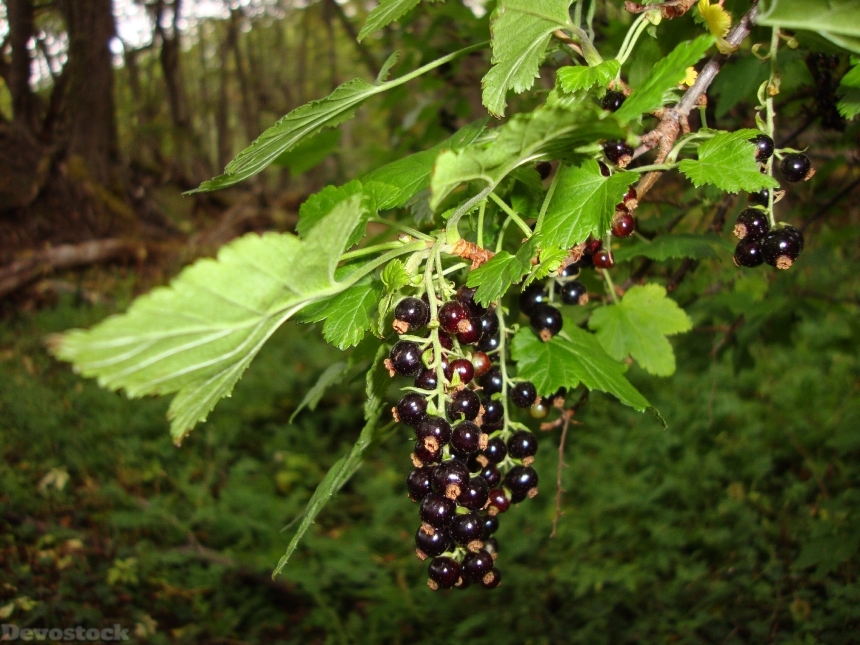 Devostock Cascada Berries Forest Fruit