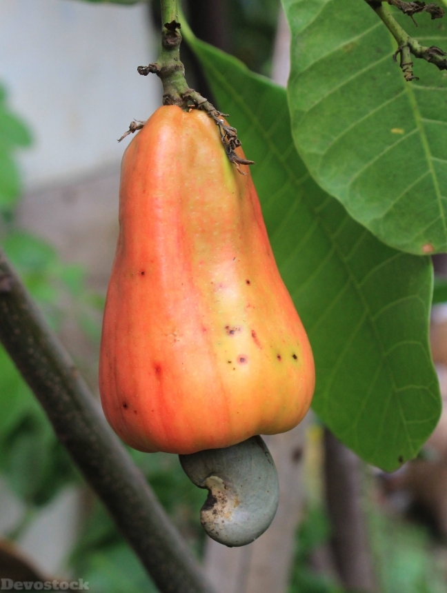 Devostock Cashew Fruit Food Plant