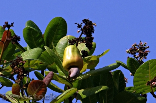 Devostock Cashew Nuts Fruit Tree 1