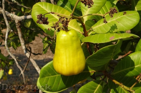 Devostock Cashew Nuts Fruit Tree 3