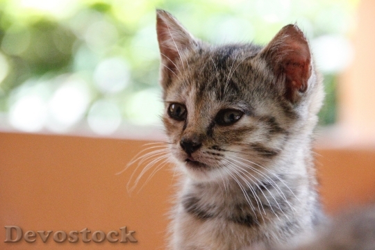 Devostock Cat Kitten Cat Baby 76