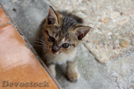 Devostock Cat Kitten Cat Baby 81