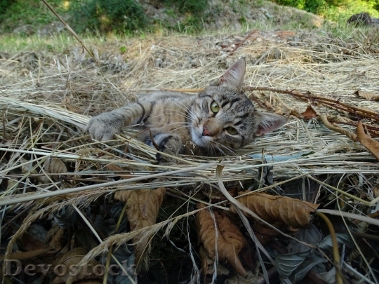 Devostock Cat Leaves Straw Tired