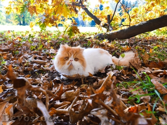 Devostock Cat Tomcat Persian Park
