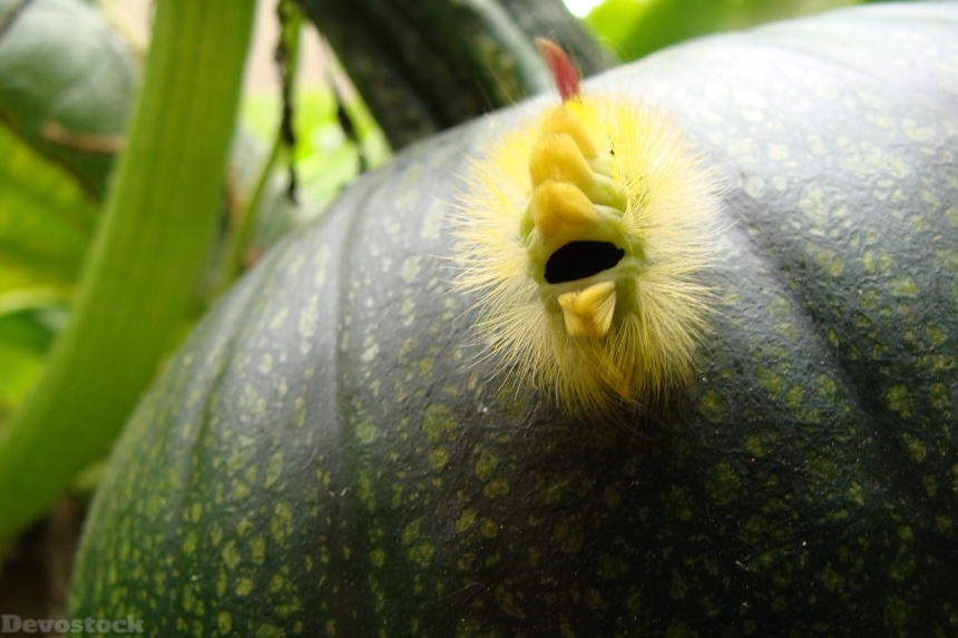 Devostock Caterpillar Pumpkin Fruit Garden