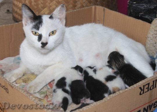 Devostock Cats Mom Baby Family
