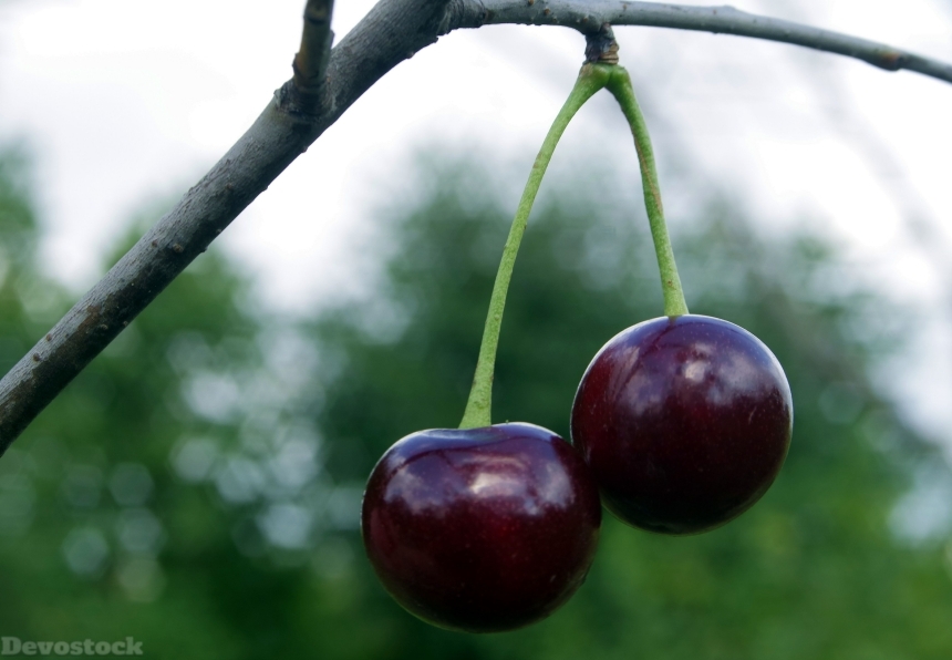 Devostock Cherries Cherry Fruit Health 0