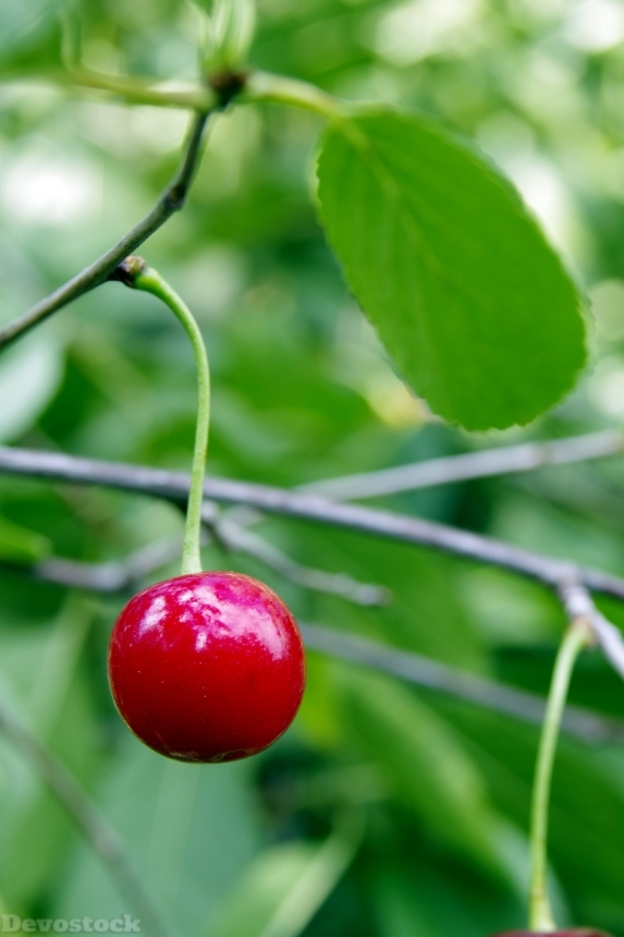 Devostock Cherries Cherry Fruit Health