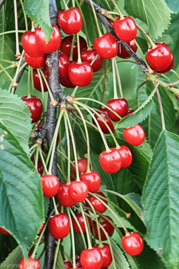 Devostock Cherries Cherry Fruits Red 0