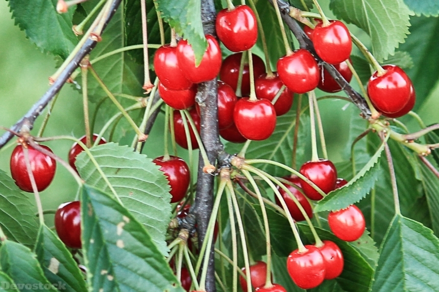 Devostock Cherries Cherry Fruits Red