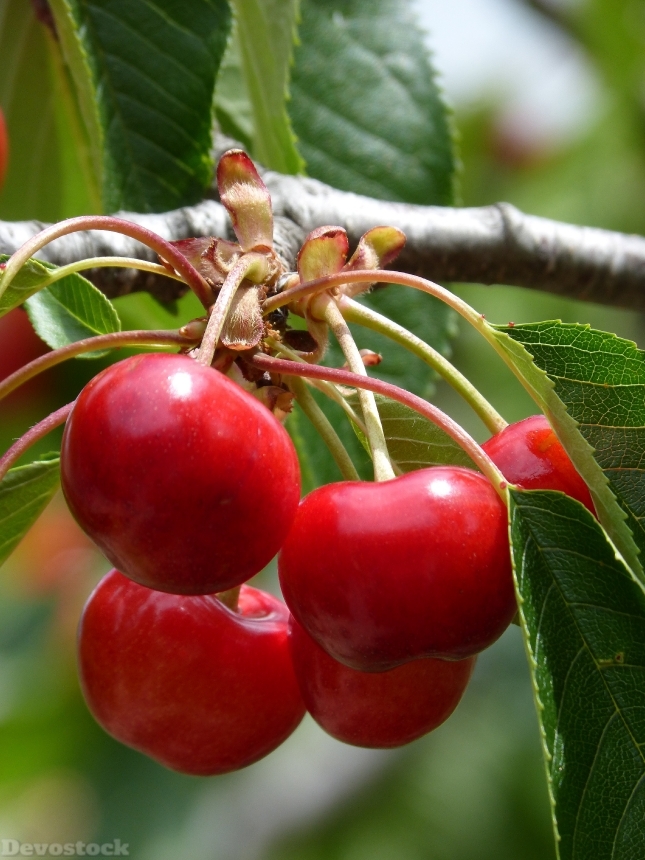 Devostock Cherries Cherry Red Fruits B 3