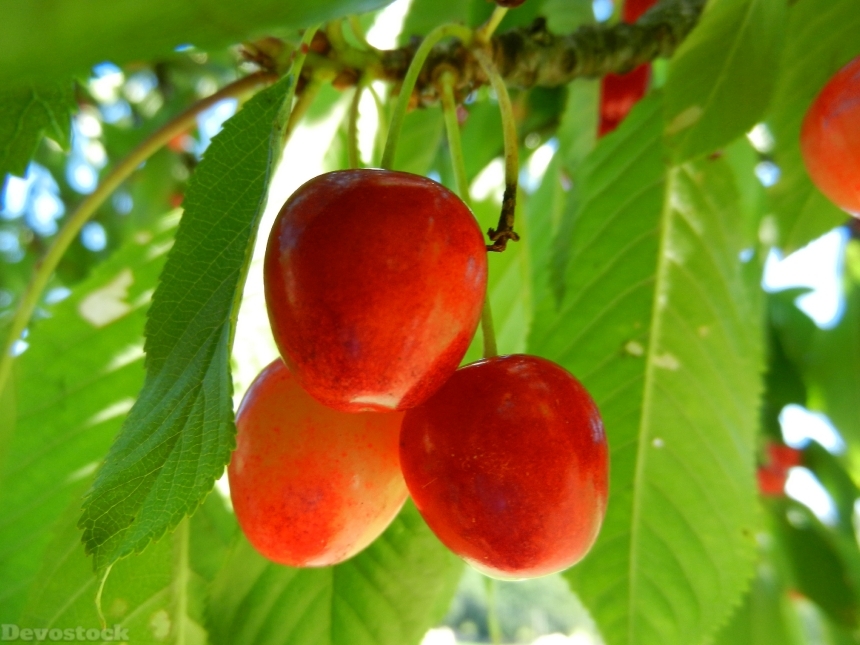 Devostock Cherries Fruit Power 825049