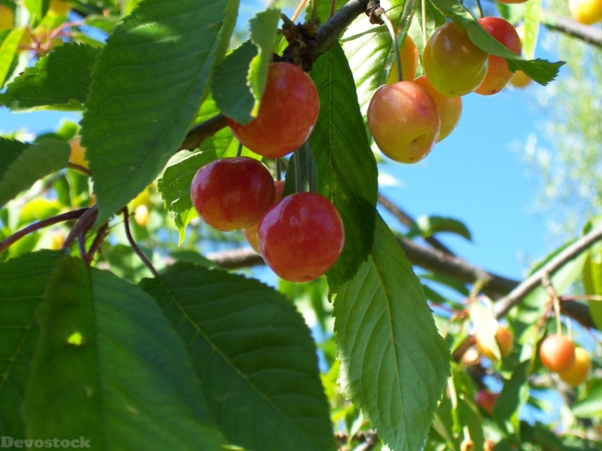 Devostock Cherries Fruits Cherry Sweet