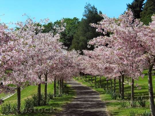 Devostock Cherry Blossom Alley Cherry