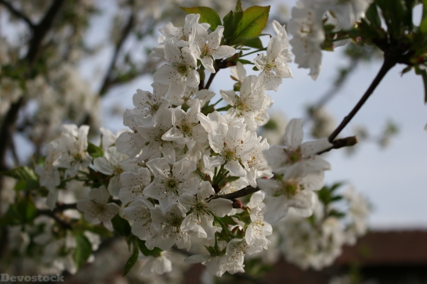 Devostock Cherry Blossom Bloom Fruit