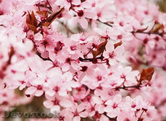 Devostock Cherry Blossom Bloom Tree 2