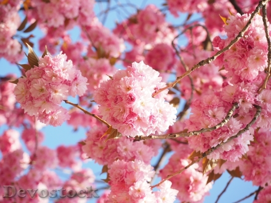 Devostock Cherry Blossom Japanese Cherry 13
