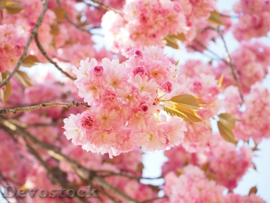 Devostock Cherry Blossom Japanese Cherry 28
