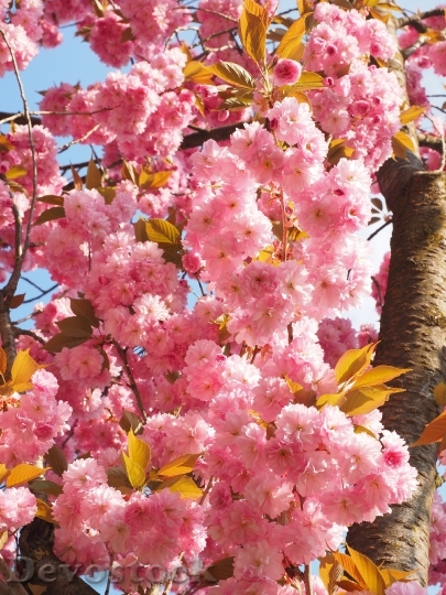 Devostock Cherry Blossom Japanese Cherry 33