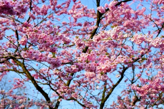 Devostock Cherry Blossom Japanese Cherry 43