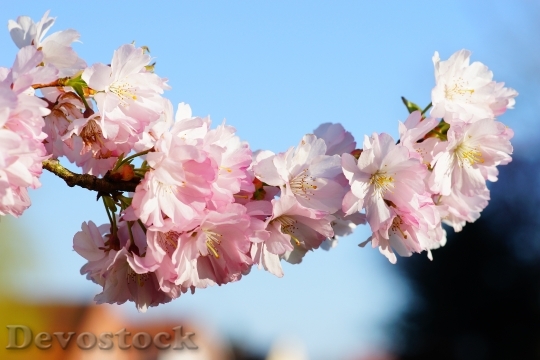 Devostock Cherry Blossom Japanese Cherry 48