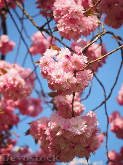 Devostock Cherry Blossom Japanese Cherry 6