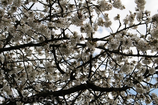 Devostock Cherry Blossom Tree Cherry 0