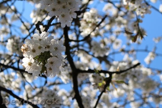 Devostock Cherry Blossom Tree Cherry