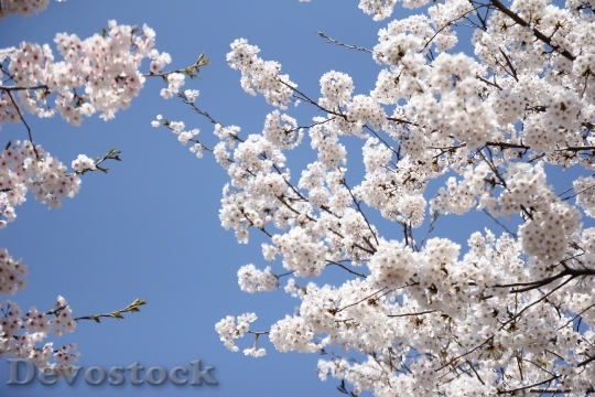 Devostock Cherry Blossom White Branch