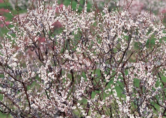 Devostock Cherry Blossoms 0
