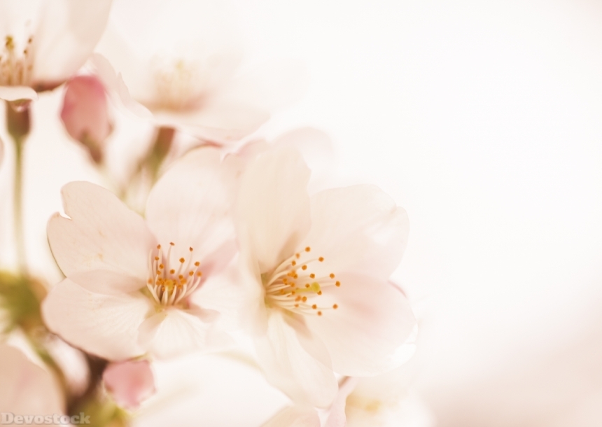 Devostock Cherry Blossoms With Nice