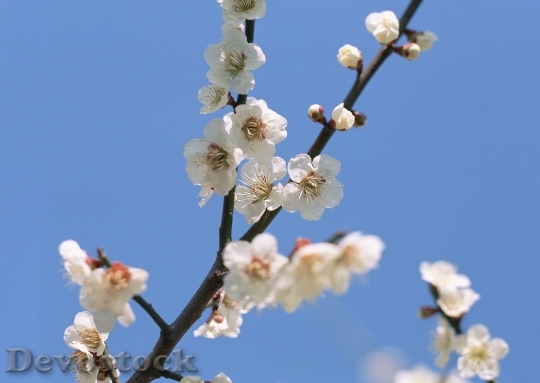 Devostock Cherry Blossoms With Sky