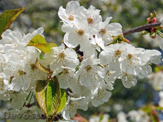 Devostock Cherry Flower White Flower