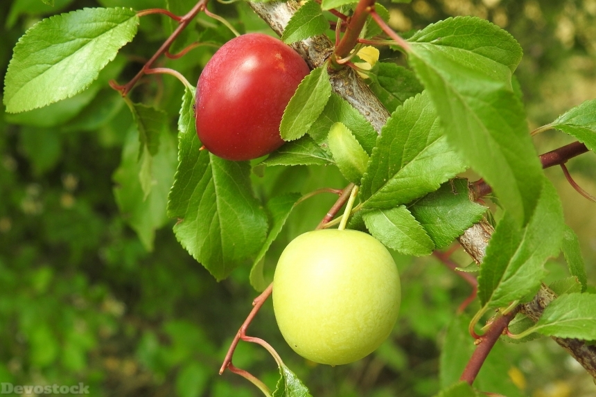 Devostock Cherry Plum Yellow Plums 0