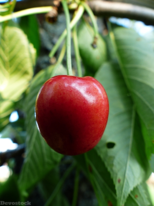 Devostock Cherry Sweet Cherry Red 28