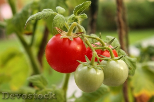 Devostock Cherry Tomato Round Cluster