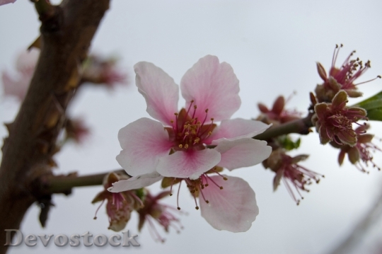 Devostock Cherry Tree Cherry Blossom 1