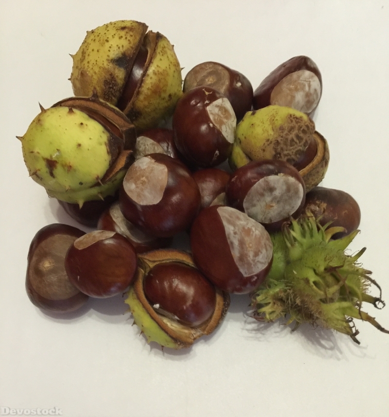 Devostock Chestnut Autumn Nature Fruit 3