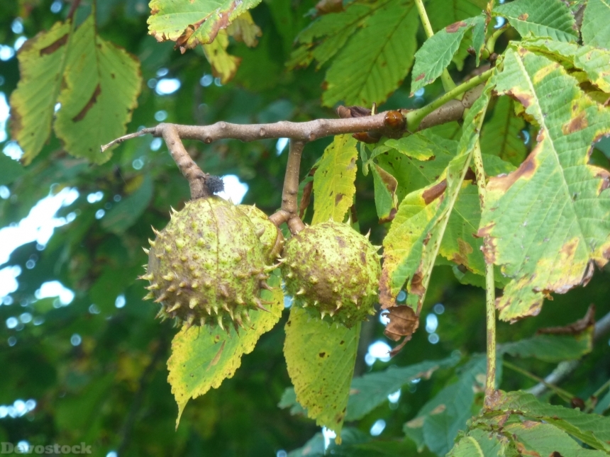 Devostock Chestnut Autumn Tree Prickly