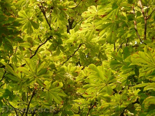 Devostock Chestnut Buckeye Tree Leaves
