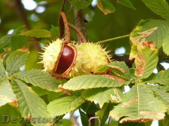 Devostock Chestnut Chestnut Tree Tree 0