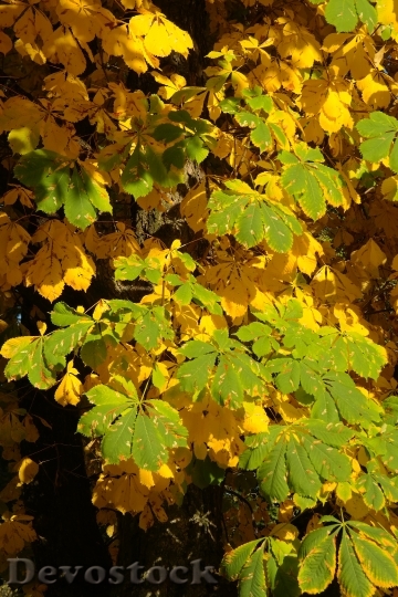 Devostock Chestnut Leaves Autumn Fall