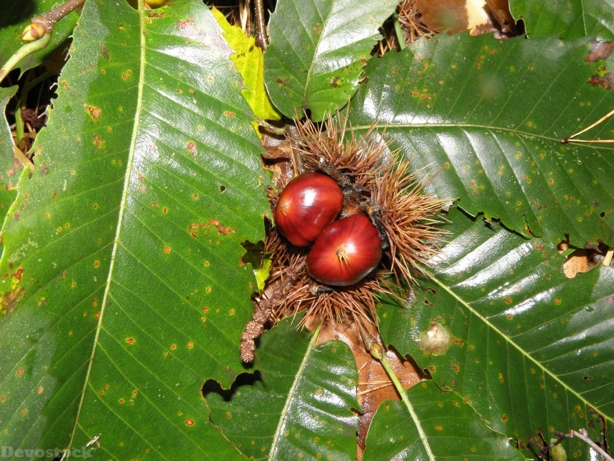 Devostock Chestnut Leaves Tree Fruit