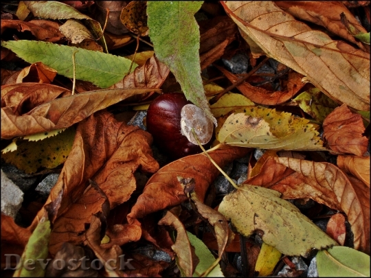 Devostock Chestnut Plant Autumn Leaves