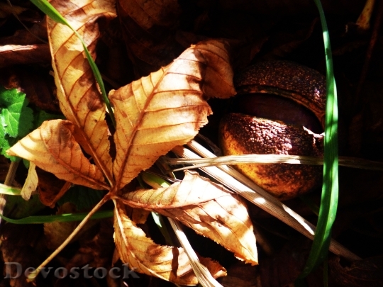 Devostock Chestnut Sheet Autumn Dry