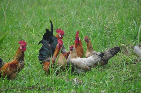 Devostock Chickens Nature Birds Poultry